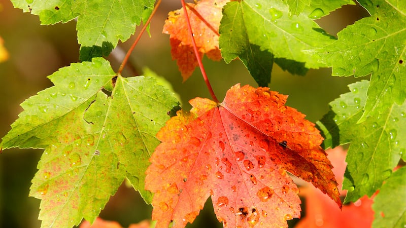 The leaves of a Maple tree begin to turn to their Fall colors in Moreland Hills, Ohio on...