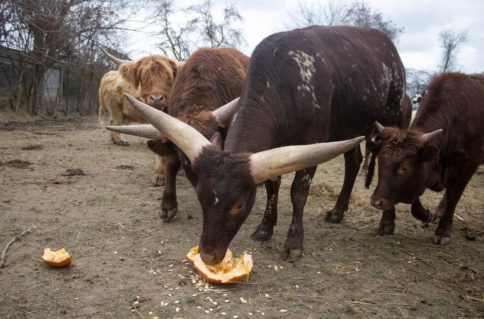 The African Wildlife Safari Zoo is hosting their pumpkin-palooza this weekend.