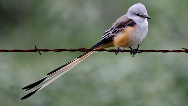 General registration is open to the public for the 2023 Biggest Week in American Birding...