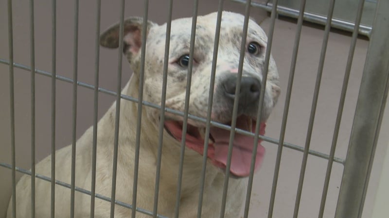 The adoption special will waive the fee to adopt dogs and puppies from the Canine Care and...