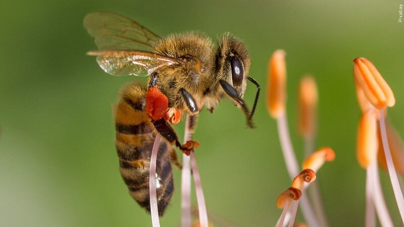 Students at an Iowa college discovered seven new bee species to the state during a study.