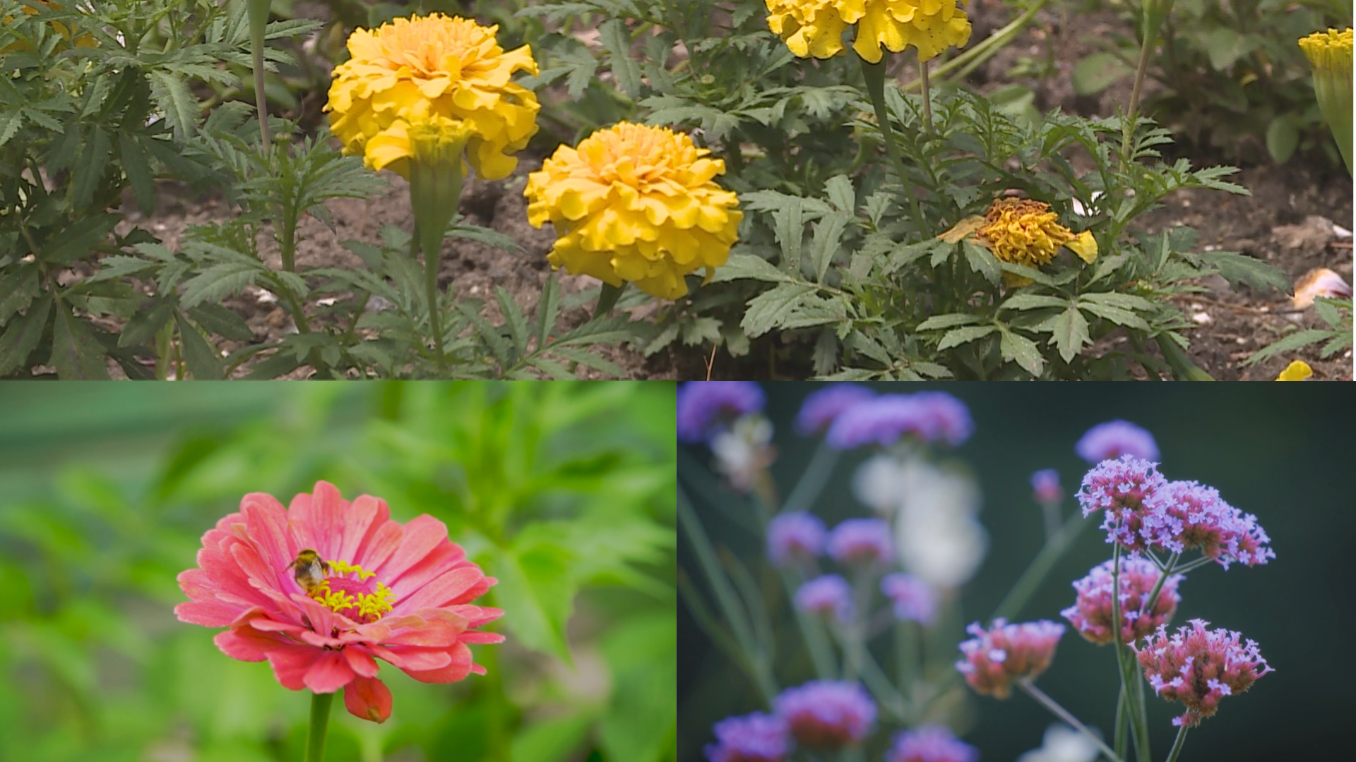 Project Planet: "No Mow May" or "Bee Buffet?" - Vimarsana News