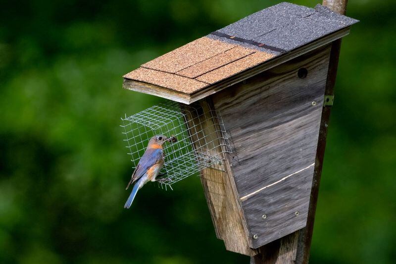 Metroparks Meetup: How nesting boxes brought back the bluebird - Vimarsana News