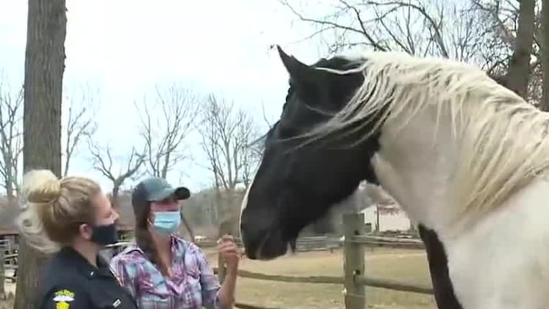 The program uses horses to help people heal