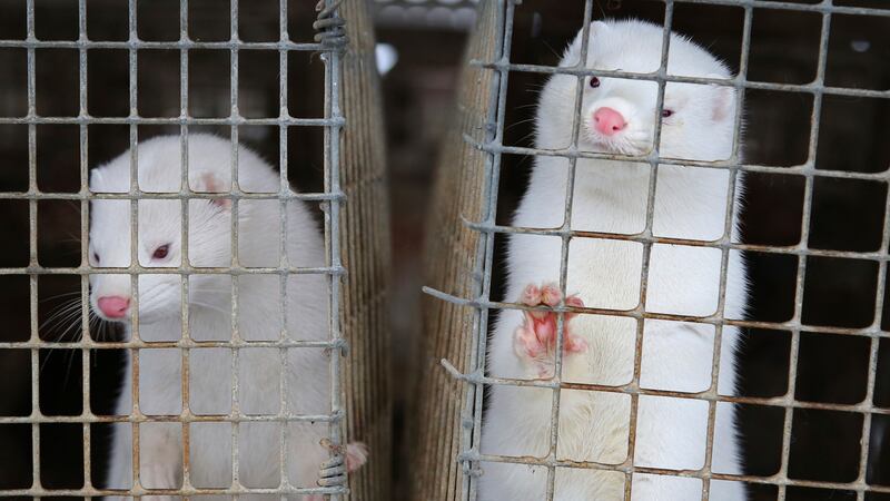 FILE - In this Dec. 6, 2012 file photo, minks look out of a cage at a fur farm in the village...