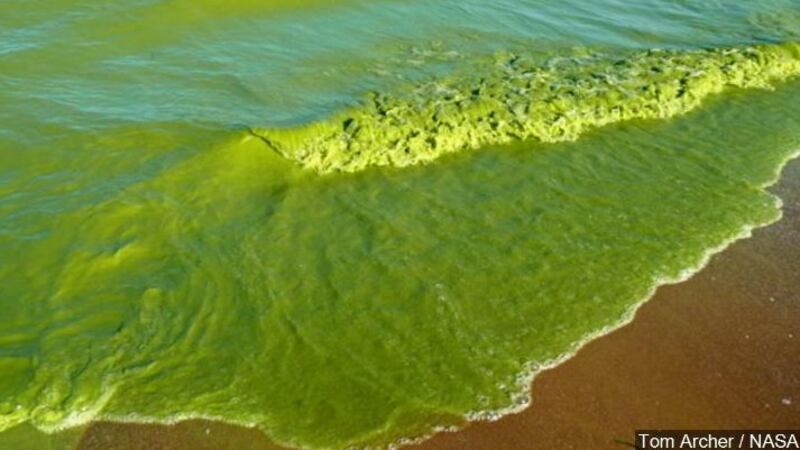 Blue green algae bloom in Lake Erie, Ohio, Photo Date: 2009 (NASA image)